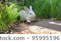 a frightened white rabbit in the green grass 95995596
