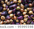 Yellow and purple onions, seedlings, Background of growing onions. 95995598