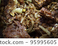 pickled meat with onions for frying shish kebab close up 95995605