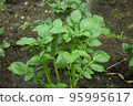 unfocused photo of a young potato bush in a home garden 95995617