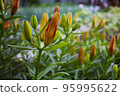 unfocused photo of closed buds of orange tiger lilies 95995622