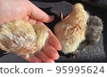 newborn chickens bask next to a man 95995624