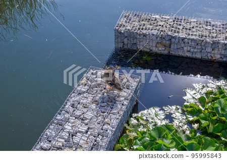 female mallard on the river bank next to green lily leaves and rocks 95995843