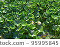 Many green lily leaves and two white flowers on the river in the pond 95995845