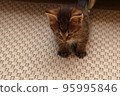 small striped funny brown fluffy sleeping kitten sits on the carpet 95995846