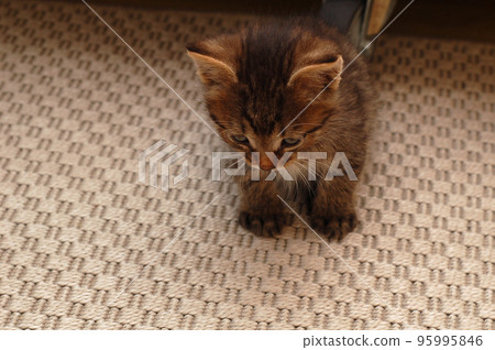 small striped funny brown fluffy sleeping kitten sits on the carpet 95995846