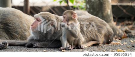 台灣獼猴 台灣 獼猴 猴子 Formosan macaque たいわんざる 台湾サル 95995854