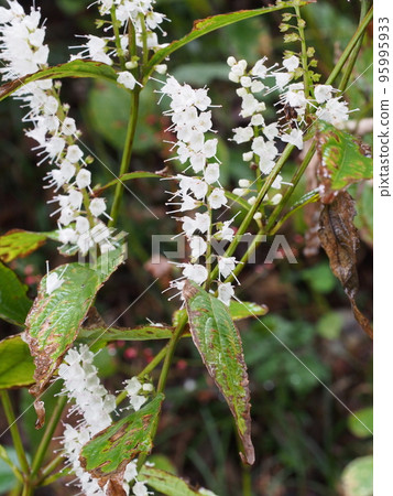 Shimobashira white flower 95995933