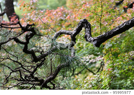 strong pine tree branch strong pine tree branch 95995977