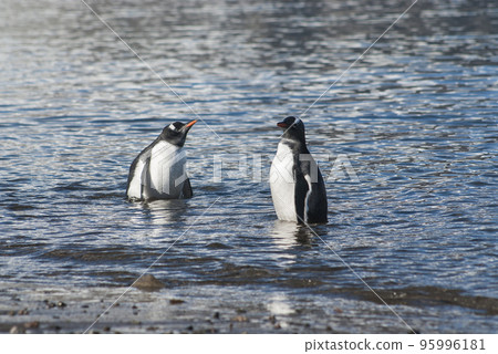 Gentoo Penguin,on an antarctic beach, Neko harbour,Antartica 95996181