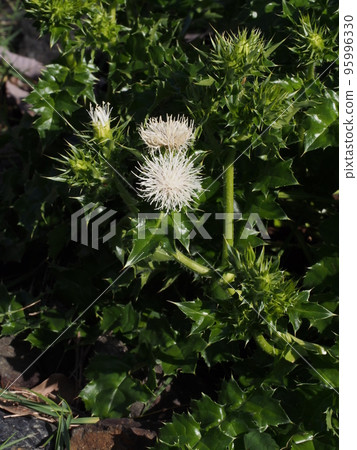 white flower of thistle thistle 95996330