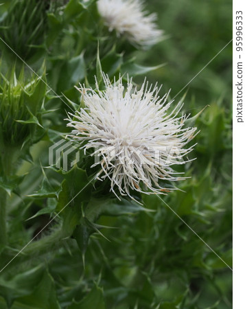 white flower of thistle thistle 95996333