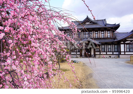 郡山城/城堡大廳和盛開的垂枝梅花(奈良縣大和郡山市) 郡山城/城堡大廳和盛開的垂枝梅花(奈良縣大和郡山市) 95996420