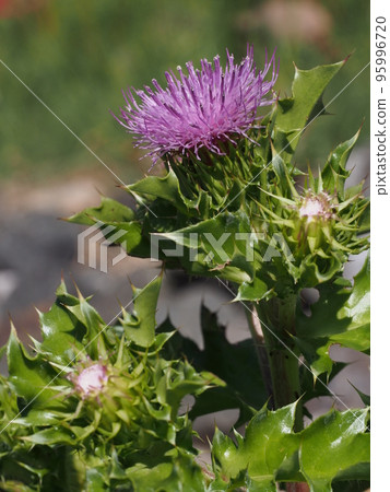 Purple flowers of Cirsium maritimum 95996720