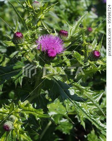 Purple flowers of Cirsium maritimum 95996724