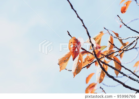 Leaves of autumn leaves cherry blossoms 95996766