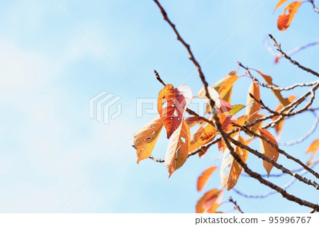 Leaves of autumn leaves cherry blossoms Leaves of autumn leaves cherry blossoms 95996767