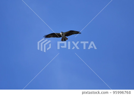 Osprey flying in the blue sky Blue sky and birds Osprey flying in the blue sky Blue sky and birds 95996768