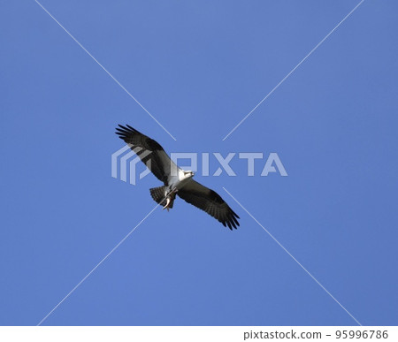 An osprey grabbing a fish and flying in the blue sky Blue sky and birds 95996786