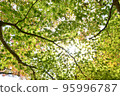 Sunlight filtering through the leaves of maple leaves 95996787