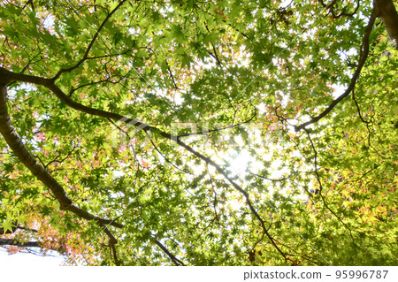Sunlight filtering through the leaves of maple leaves 95996787