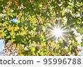 Sunlight shining through gaps in maple leaves 95996788