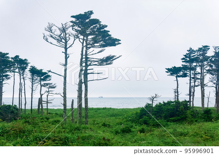 coastal landscape of Kunashir island with woodlands curved by the wind coastal landscape of Kunashir island with woodlands curved by the wind 95996901