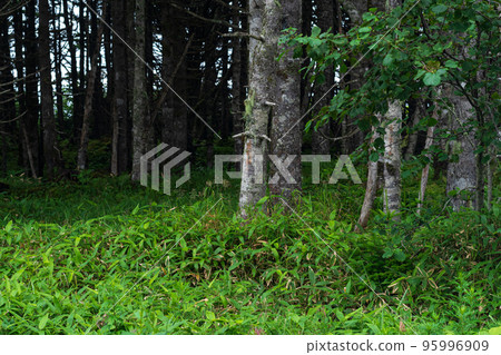 coastal forest with dwarf bamboo undergrowth on the Pacific coast, Kuril Islands coastal forest with dwarf bamboo undergrowth on the Pacific coast, Kuril Islands 95996909