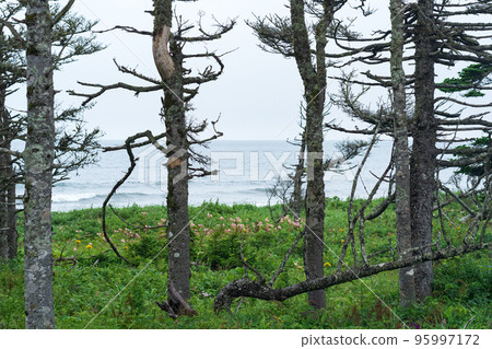 coastal landscape of Kunashir island with woodlands curved by the wind coastal landscape of Kunashir island with woodlands curved by the wind 95997172