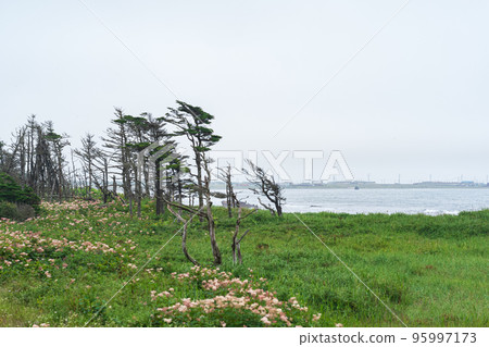 coastal landscape of Kunashir island with woodlands curved by the wind coastal landscape of Kunashir island with woodlands curved by the wind 95997173