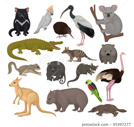 Australian animals set. Kangaroo, wild dog dingo, marsupial bear, koala, echidna, platypus, wombat cartoon vector illustration 95997277