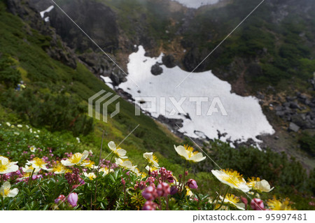 中岳溫泉附近的山道旁盛開的青鶴馬和江之津櫻 中岳溫泉附近的山道旁盛開的青鶴馬和江之津櫻 95997481
