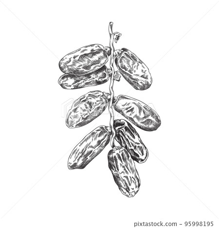 Hand drawn dried dates on branch, sketch vector illustration isolated on white background. Hand drawn dried dates on branch, sketch vector illustration isolated on white background. 95998195