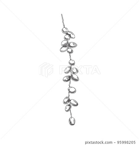 Branch of fresh dates, monochrome sketch vector illustration isolated on white background. 95998205