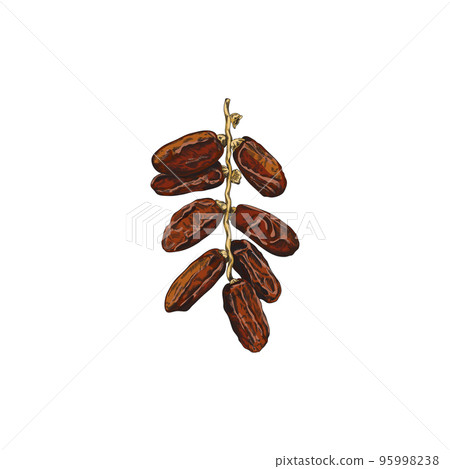 Date palm plant botanical detailed image hand drawn sketch vector isolated. Date palm plant botanical detailed image hand drawn sketch vector isolated. 95998238