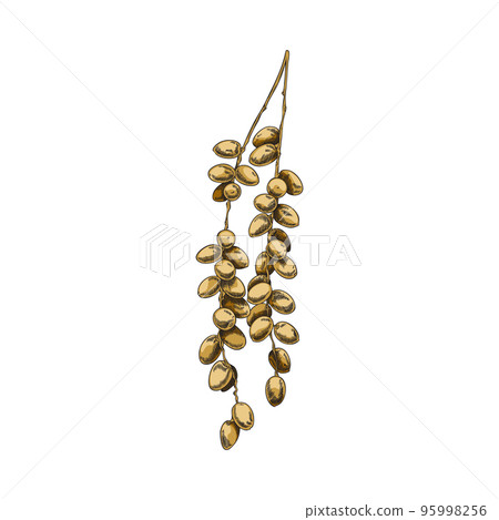 Fresh date berries hanging on a branch flat vector illustration on background. Fresh date berries hanging on a branch flat vector illustration on background. 95998256