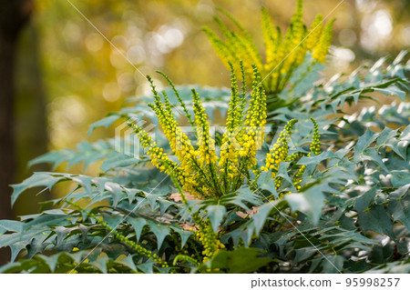 Yellow autumn flowers of mahonia japonica bush close-up Yellow autumn flowers of mahonia japonica bush close-up 95998257