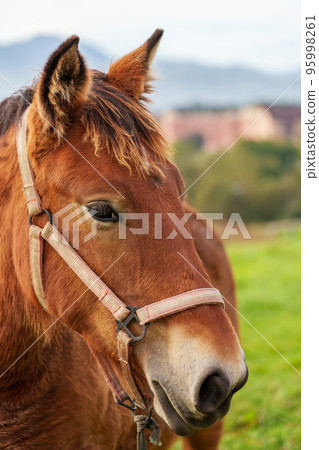 Beautiful young horse on a summer pasture close-up 95998261