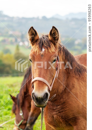 Beautiful young horse on a summer pasture close-up Beautiful young horse on a summer pasture close-up 95998263