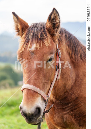Portrait of a thoroughbred brown horse with a beautiful sad eye. Close-up 95998264