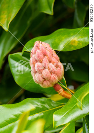 Flower buds on a tree branch with green succulent leaves on a sunny day. Sweetbay magnolia (Magnolia virginiana) Flower buds on a tree branch with green succulent leaves on a sunny day. Sweetbay magnolia (Magnolia virginiana) 95998289
