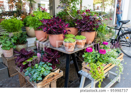 Plants for sale in floral shop. Herbs and flowers at greenhouse market. Many plants in pots for sale outside flower shop. Plants for sale in floral shop. Herbs and flowers at greenhouse market. Many plants in pots for sale outside flower shop. 95998737