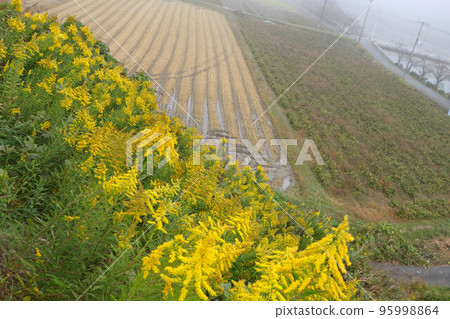 Morning mist, countryside, and goldenrod, November, late autumn 95998864