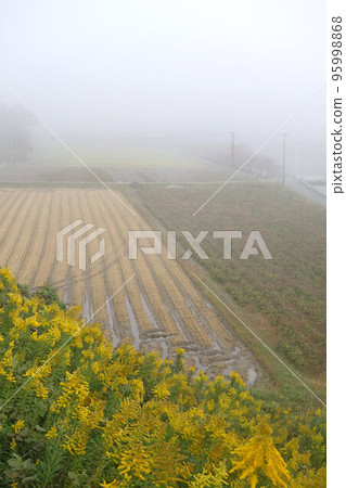 Morning mist, countryside, and goldenrod, November, late autumn Morning mist, countryside, and goldenrod, November, late autumn 95998868