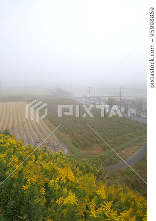 Morning mist, countryside, and goldenrod, November, late autumn Morning mist, countryside, and goldenrod, November, late autumn 95998869