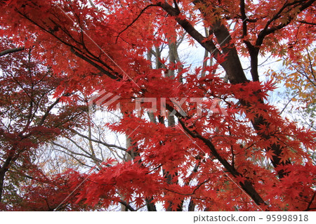 秋林紅之木（太子山樂園*富山縣水水市） 95998918