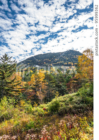 << Nagano Prefecture >> Shiga Kogen Autumn leaves scenery from Mt. Yokote << Nagano Prefecture >> Shiga Kogen Autumn leaves scenery from Mt. Yokote 95999362