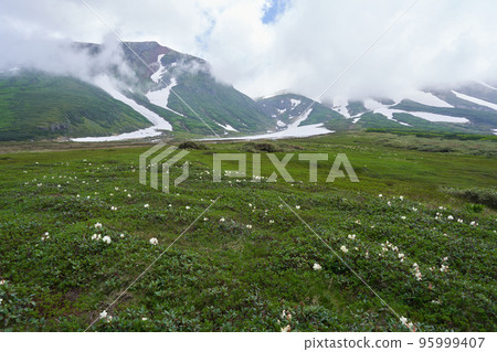 在須索伊平盛開的青龍馬即將達到頂峰。 95999407