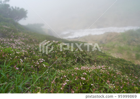 霧靄繚繞的山間小道旁,小依佐櫻盛開。 霧靄繚繞的山間小道旁,小依佐櫻盛開。 95999869