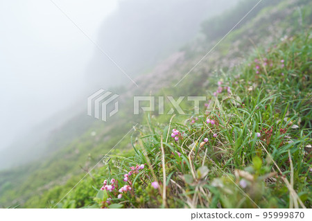 Koezotsugazakura flowers were blooming on the side of the foggy mountain trail. Koezotsugazakura flowers were blooming on the side of the foggy mountain trail. 95999870